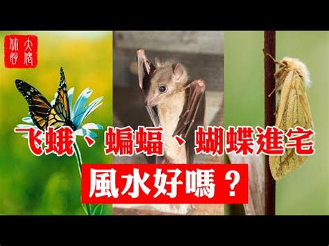 飛蛾 徵兆|【飛蛾代表什麼】飛蛾進家是什麼預兆？吉兆還是兇。